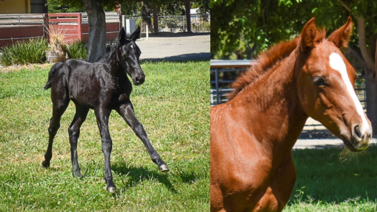 Center for Equine Health Horse Report